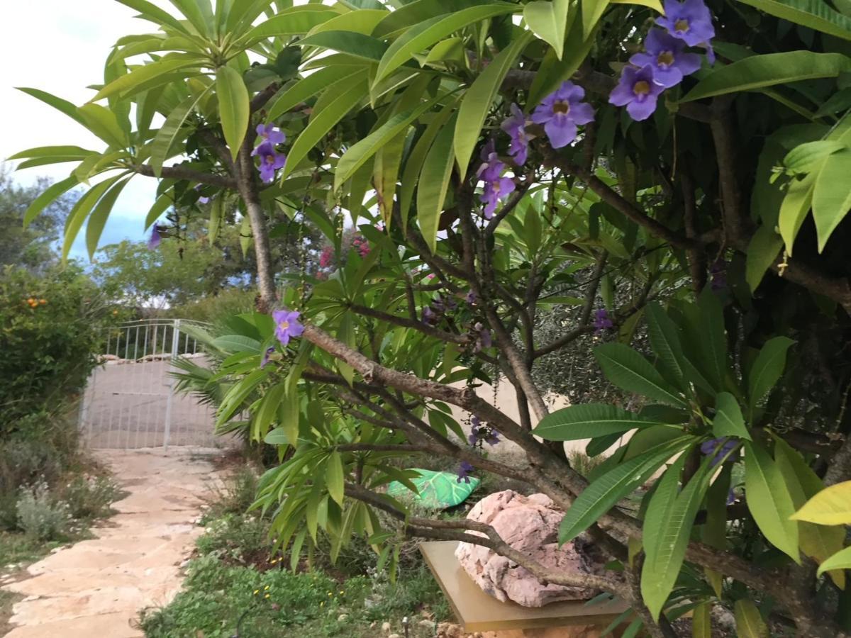 Above The Sea Bed and Breakfast Ein Hod Exterior foto