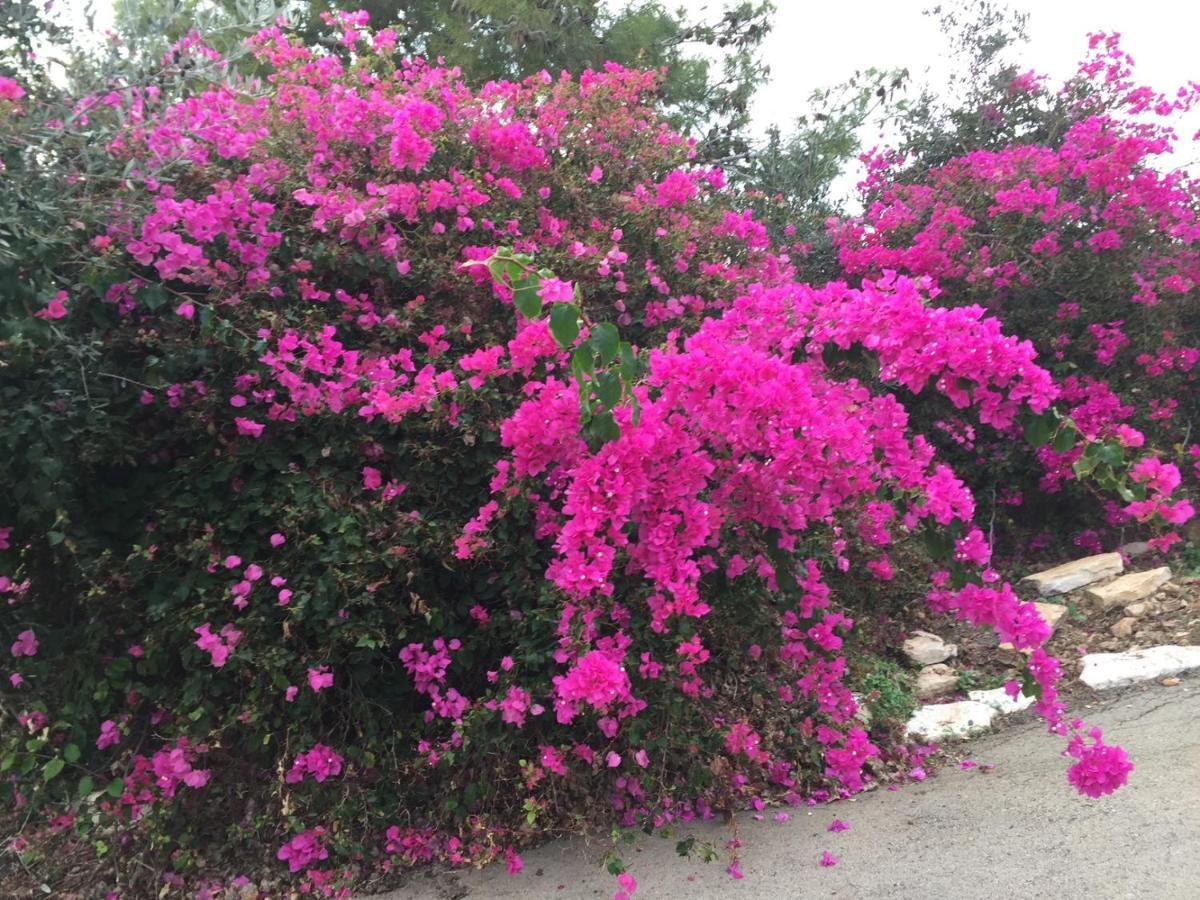 Above The Sea Bed and Breakfast Ein Hod Exterior foto